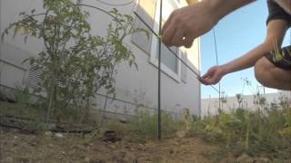 How To Make Quick Poor Mans Trellis To Grow Climbing Fruit Plants Vegetables KFM Video [upl. by Yatnuahs]