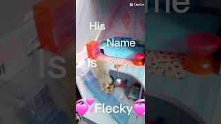 💞His name is Flecky💞 [upl. by Aetnahc]