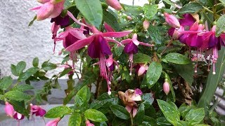 Fucsia pianta Fuchsia medicinal plant [upl. by Glenden]