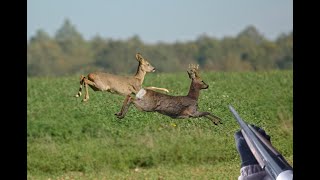 DOUBLE DE CHEVREUIL  Chasse en Bretagne 2020 [upl. by Nina]