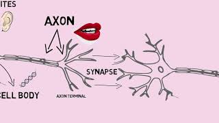 How SSRIs and Neurotransmitters Work [upl. by Yrok436]