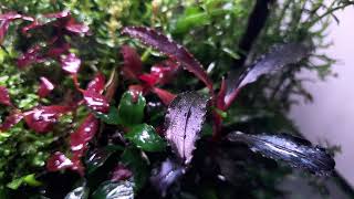 Last video of my nano tank [upl. by Idaf799]