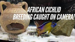 African Cichlids Breeding  The 3 Stages  Caught In The Act [upl. by Mylo]