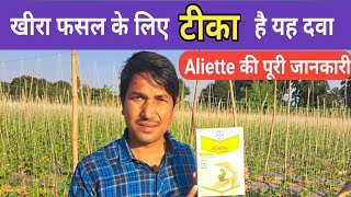 Aliette  एलियट  Fosetyle Al 80 wo  खीरा फसल के लिए बेस्ट फंजीसाइड  Downey mildew [upl. by Beau]