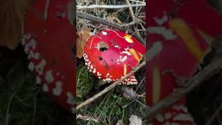 Beautiful Amanita muscaria mushroom on the side of the road 🍄😍 [upl. by Benedikta]