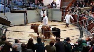 Belted Galloway and White Galloway Show amp Sale 5 [upl. by Eissat]