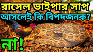 চন্দ্রবোড়া বা উলুবোড়াRussells viper snakeরাসেল ভাইপার সাপ Daboia russelii snake [upl. by Glantz]