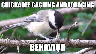 Chickadee Caching and Foraging Behavior Mini Documentary [upl. by Sidoney785]