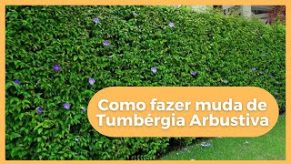 Como fazer muda de Tumbérgia Arbustiva  06 [upl. by Imiaj]