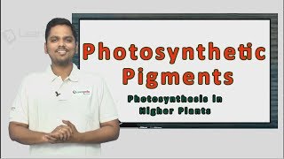 Know more about Photosynthetic Pigments Neet Botany XI Photosynthesis in Higher Plants [upl. by Harding]