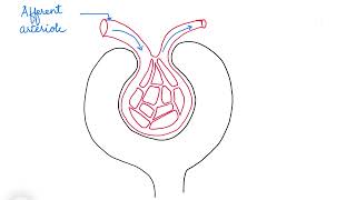 HOW TO DRAW A MALPIGHIAN CORPUSCLE [upl. by Peters]