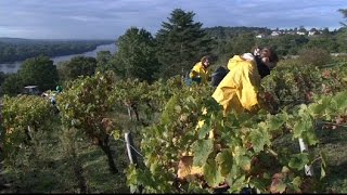 Vues sur Loire  Les vins de Loire [upl. by Rickie]