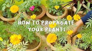 How to propagate plants  Plant propagation for beginners [upl. by Seilenna]