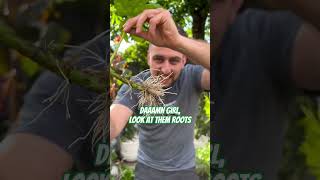 Accidentally propagating a Fatsia Japonica  Propagated fatsia after it was destroyed by vine weevil [upl. by Lenahs63]