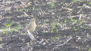 Isabelline Wheatear [upl. by Dari]