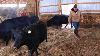 Snow Steaks and Happy Cattle [upl. by Nevur]