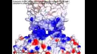 Eukaryotic Kir Inwardly rectifying potassium channel [upl. by Alverta]