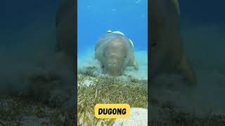 Dugong Dance Song for Kids  Fun amp Gentle Ocean Animal Song  Phonics amp Ocean Learning  abcd kids [upl. by Rausch]