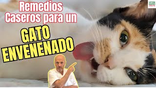 🚨 REMEDIOS CASEROS PARA UN GATO ENVENENADO 🚨 [upl. by Citarella144]