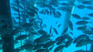 Kandolhu Island  Maldives  Snorkeling under the jetty [upl. by Oran]