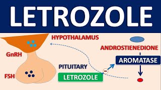 Letrozole  Mechanism side effects precautions and uses [upl. by Jannery]