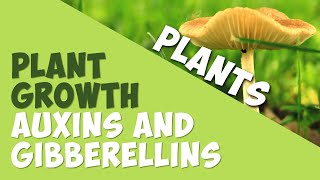 Plant Growth Auxins and Gibberellins  Plants  Biology  AddyESchool [upl. by Atsirtal984]