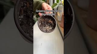 Growing Figs shorts indoorplants garden propagation houseplants seeds plants diy experiment [upl. by Enelam]