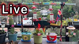 1000’s of Hummingbirds Feeding LIVE on So California Robbie and Gary Gardening Easy is live [upl. by Suravat]