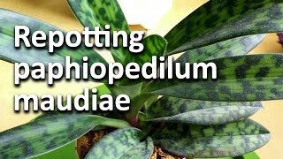 Repotting paphiopedilum maudiae [upl. by Mikal]