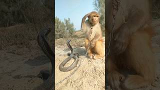 wao king cobra snake vs monkey shorts viral shortsfeed [upl. by Landry]