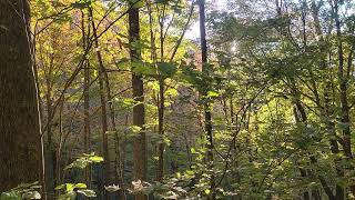 Owl Sound on Low Gap Trail 10 19 24 [upl. by Bahner]