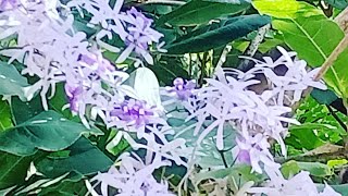 How to propagate Petrea VolubilisSandpaper vine  Success [upl. by Yrrek]