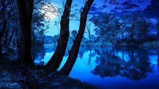 Soothing Night Time Forest Sounds  2 Hour Ambient Soundscape  For Sleep amp Relaxation [upl. by Gokey]