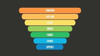 SCIENTIFIC CLASSIFICATION SONG Taxonomy Song  Science Music Video [upl. by Dusen576]