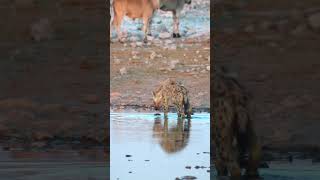 Hyena at Okaukuejo Waterhole Namibia [upl. by Trah]