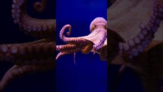 Cephalopod Limbs Arms vs Tentacles shortsfeed octopus shorts [upl. by Acimat]