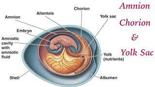 Amnion  Chorion  and Yolk Sac  By DrShrikant Kadam [upl. by Jonina]