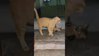 Cute Cat’s Ultimate Play Session [upl. by Ardeen]