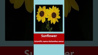 SunflowerScientific nameHelianthus annusTaxonomic hierarchytaxonomyexplorebiology2024 [upl. by O'Donnell]