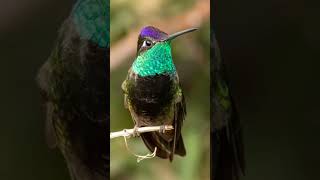 Los 300 tipos de colibríes que existen Colibri naturaleza animalesraros [upl. by Yi]