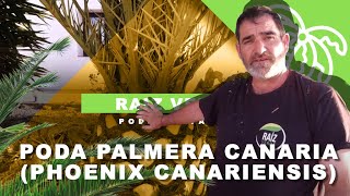 🌴 CÓMO PODAR UNA PALMERA CANARIA Phoenix Canariensis  Raíz Verde [upl. by Egin]