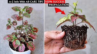 POLKA Dot Plant CARE 101 amp PROPAGATION  Best Soil Mix Fertilizer Light amp Water Requirements [upl. by Akerdnahs]