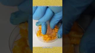 പൊടിച്ചെടുത്ത cheetos microscope ൽ വെച്ചപ്പോൾ [upl. by Theone]