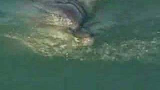 Dolphin saves whales in New Zealand [upl. by Heiney515]