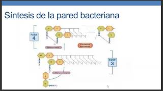 BETALACTAMICOS PREPA DR CARLOS BERNAL [upl. by Beniamino771]