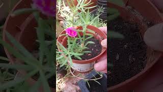 New plant Purslane flower propagate from cutting shortvideoph [upl. by Luht]