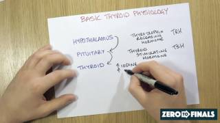 How is the thyroid regulated [upl. by Nedyrb]