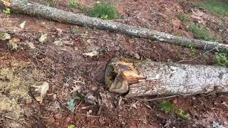 Harvesting some white oak logs for a sawmill order logging stihl sawmill [upl. by Sweyn91]