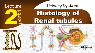 2bHistology of loop of HenleUrinary system [upl. by Aisyla563]