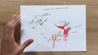 Hypoglossal Nerve  Cranial Nerve 12  Anatomy Lesson [upl. by Deeyn323]